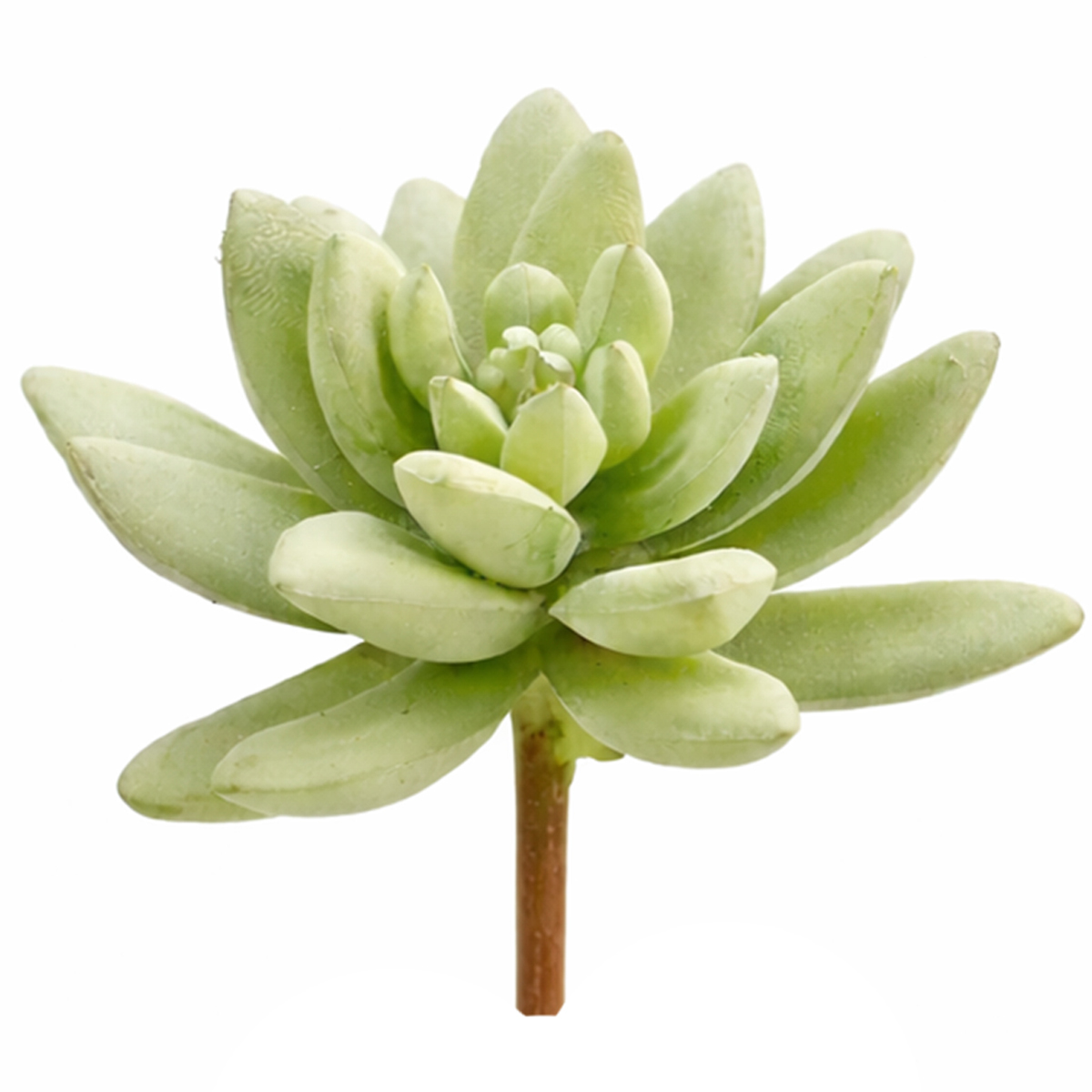 Kunstpflanze Succulente weißgrün, Sukkulentenpick wie echt, 12cm