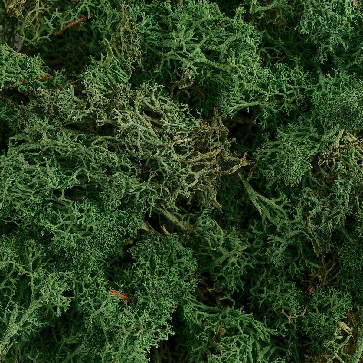 Natur Islandmoos, Rentiermoos, dunkelgrün, 50g, Mica Decorations