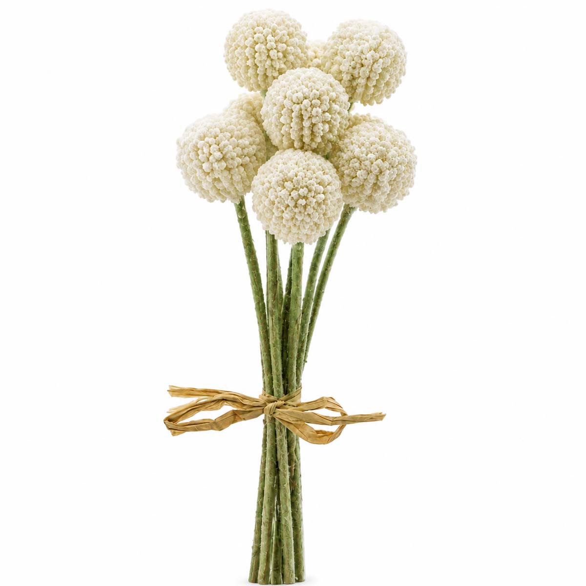 Kunstpflanze Trommelstöckchen Crespedia creme, 9 St/Bund, 28cm