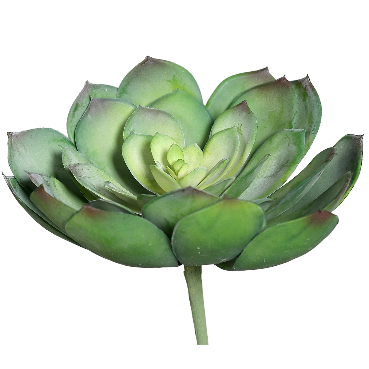 Kunstpflanze Succulente grün, Sukkulentenpick, 16cm