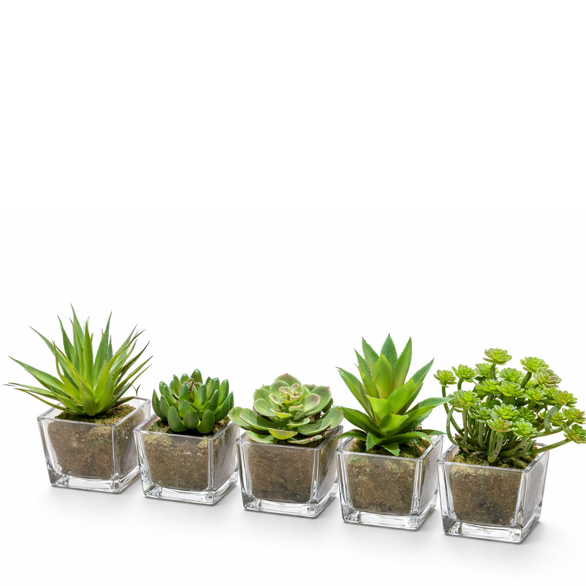 Kunstpflanze Sukkulente wie echt, Sukkulente im Glas, Sukkulente im Erdballen