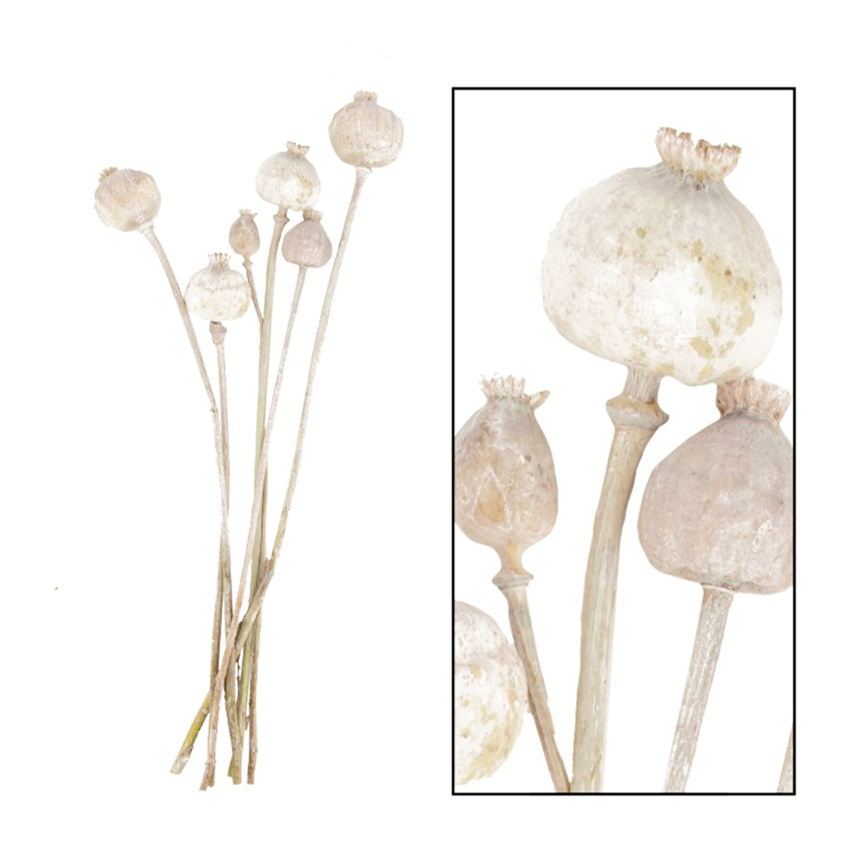 Naturpflanze Trockenblume Mohn Papaver naturweiß, 5St. in der Box, DIJK Natural Collections