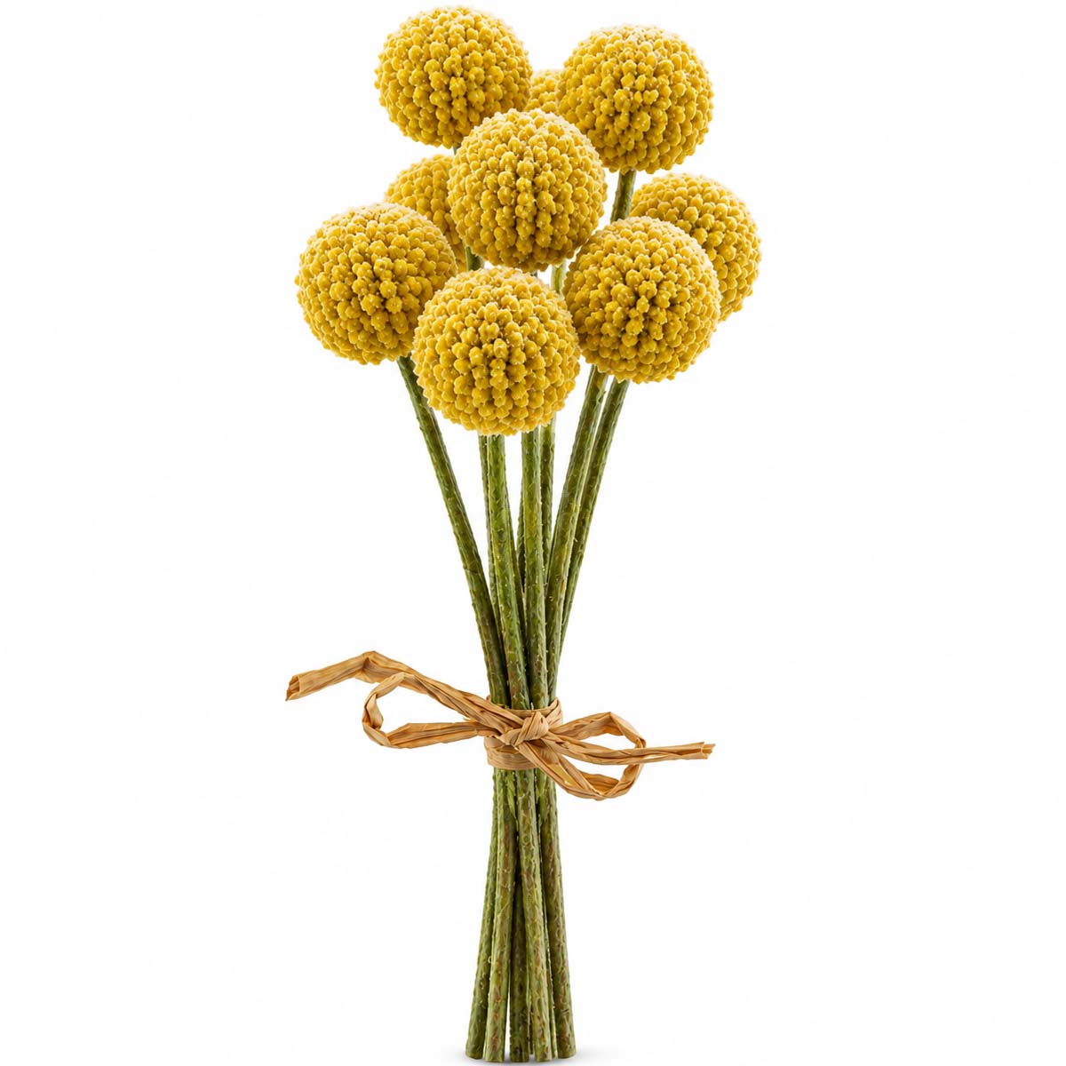 	Kunstpflanze Trommelstöckchen Crespedia Gelb, 9 St/Bund, 28cm