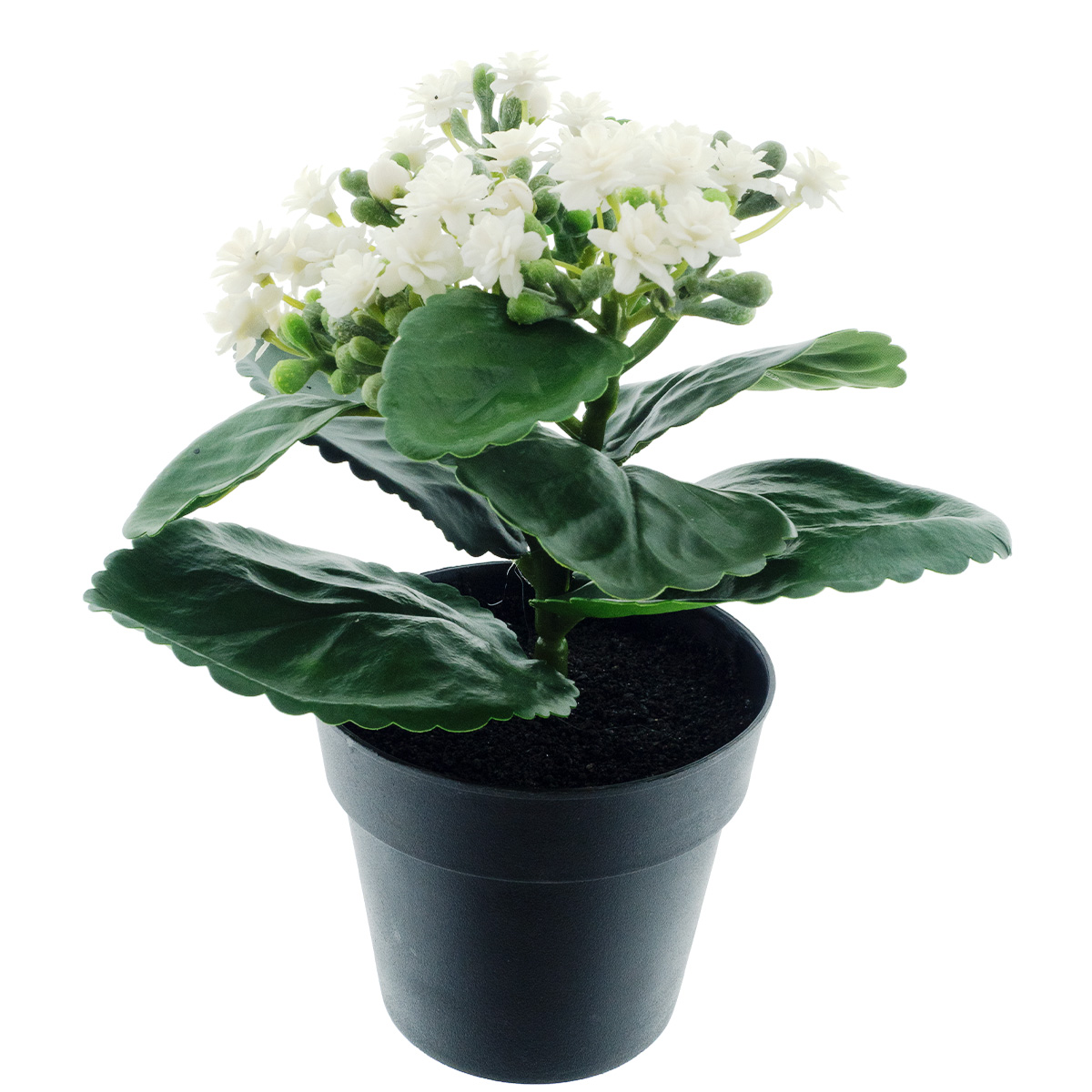 Kunstpflanze Flammendes Käthchen creme, Kalanchoe im schwarzen Topf, 20cm