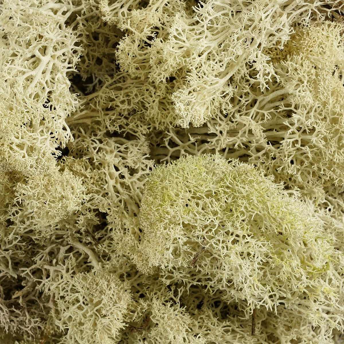 Natur Islandmoos, Rentiermoos, beige, 50g, Mica Decorations