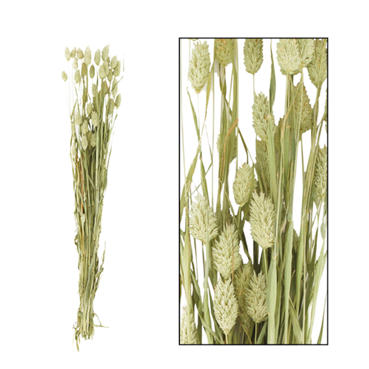 Naturpflanze Trockenblume Glanzgras Phalaris natur, 76cm, DIJK Natural Collections