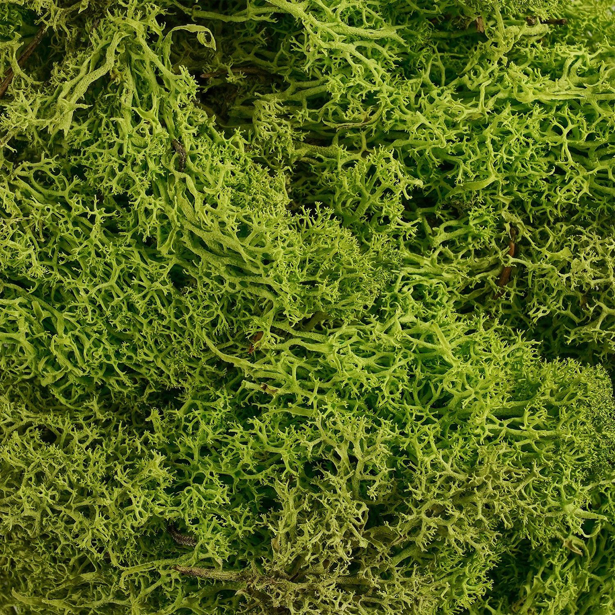 Natur Islandmoos, Rentiermoos, hellgrün, 50g, Mica Decorations