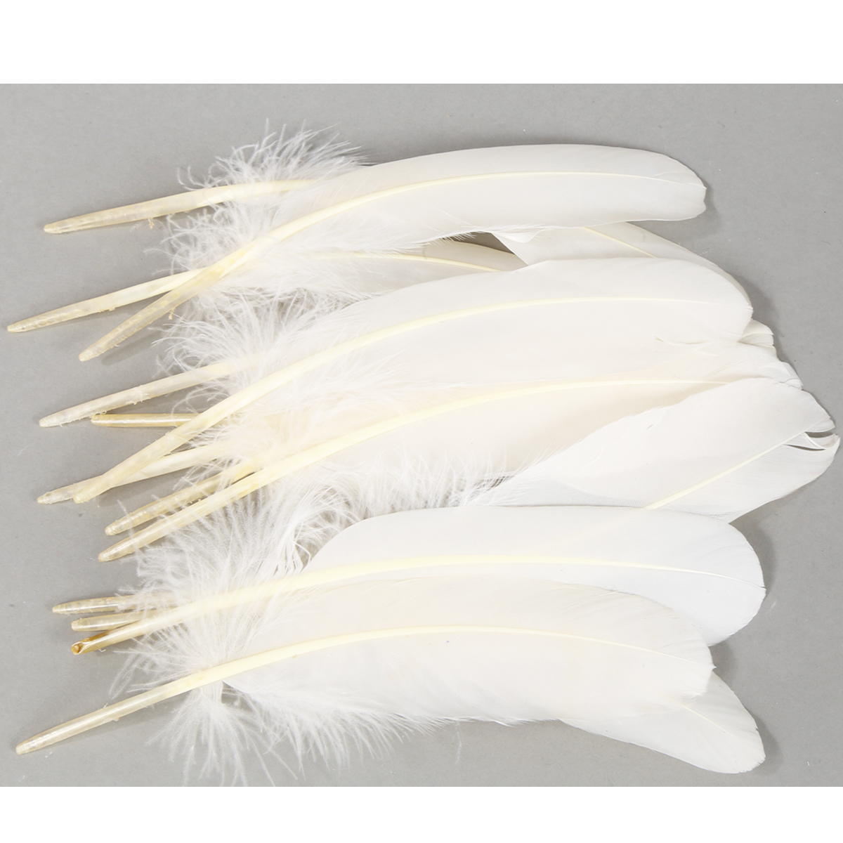 Federn Natur, champagnerweiß, 18cm, 20g/Beutel