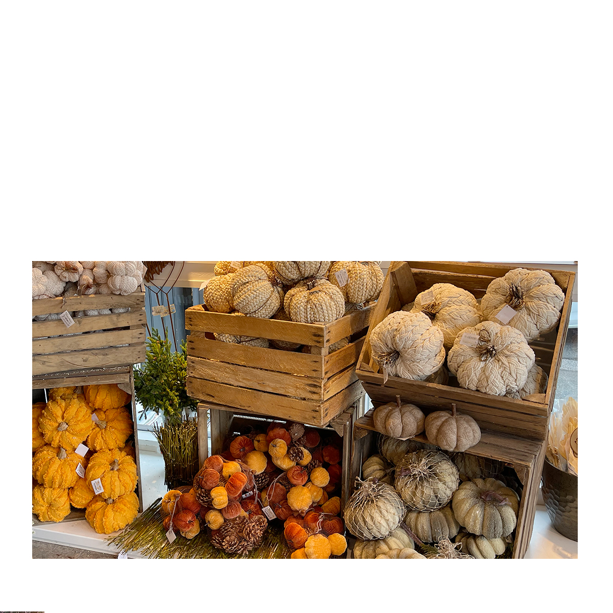 KurbissseszwzOqqPJPOJw