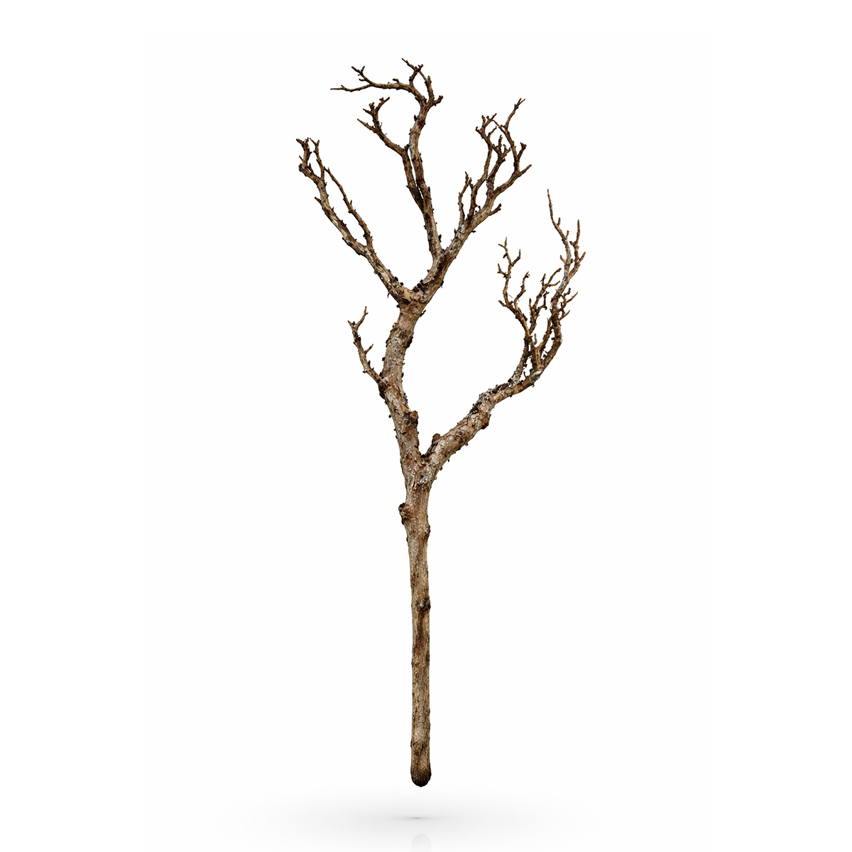 Kunstpflanze Ast mit Rinde braun, Rindenzweig wie echt, 69cm