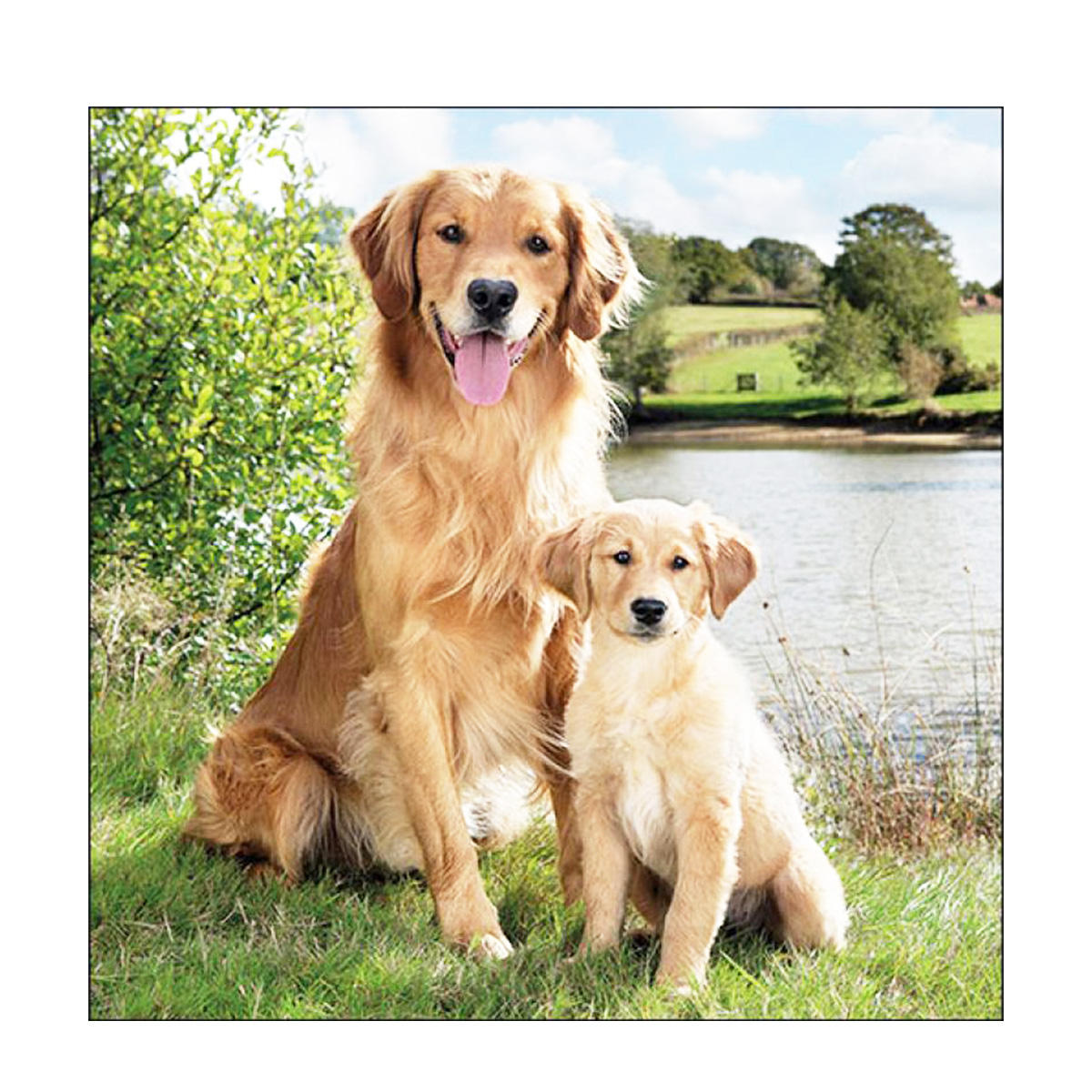 Ambiente Papierservietten Hund - Golden Retriever, 33x33cm