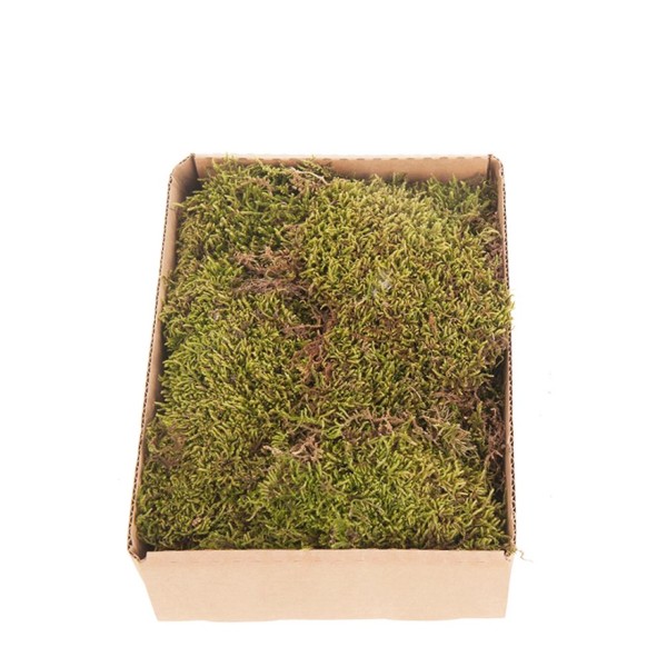 Natur Moos Plattenmoos 150gr Box grün, DIJK