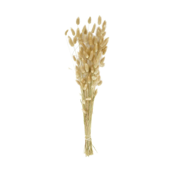 Naturpflanze Samtgras, Trockenblume Lagurus natur, DIJK Natural Collections