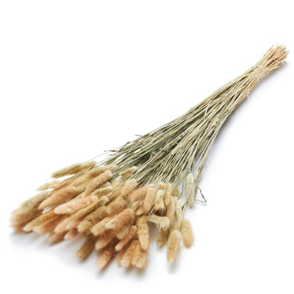 Samtgras natur getrocknet 100g im Bund