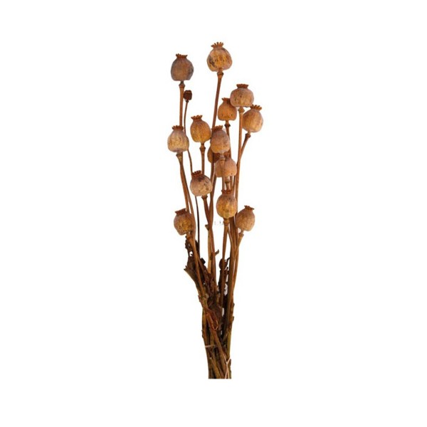 Mohn Kapseln getrocknet terra cotta DIJK