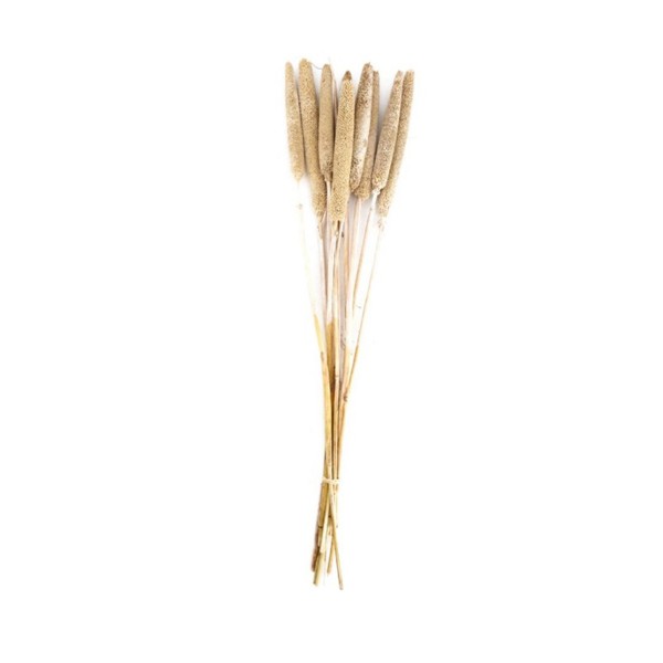 Natur Perlhirse Babala getrocknet 70cm DIJK