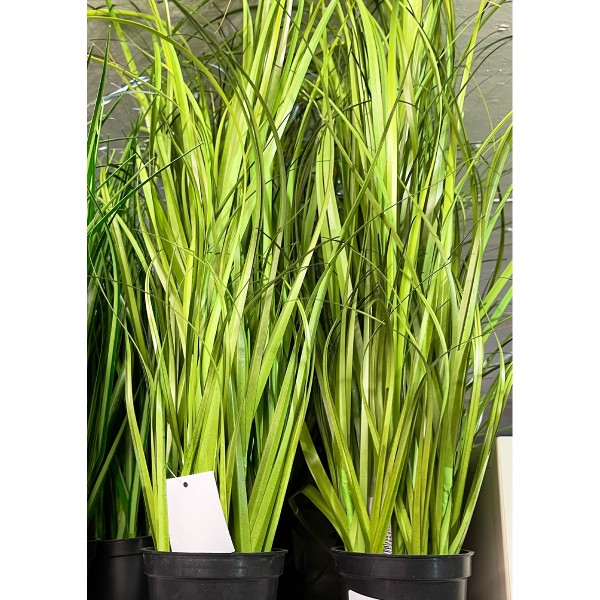 Deko Gras, Seegras grün, im Top, 67cm
