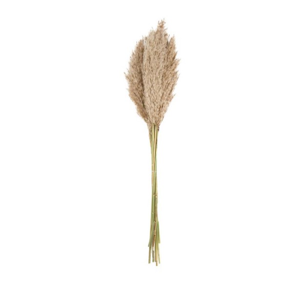 Natur Pampasgras, buschig, 70cm, DIJK