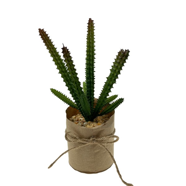 Deko Succulente, 19cm, getopft
