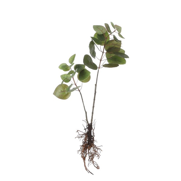 Deko Eucalyptus mit Wurzeln, 64cm