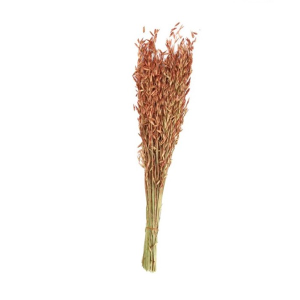 Natur Hafer Wild Avena getrocknet rot/braun 60gr im Bund DIJK
