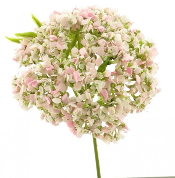 Zierlauch Allium rosa 22cm Pick