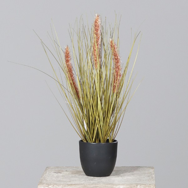 Deko Gras mit braun/orangen Fruchtständen, 42cm, getopft